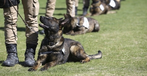 Özel Güvenlik 2022 Yılı 15. Görev Köpeği ve İdarecisi Sınavı Ne Zaman?